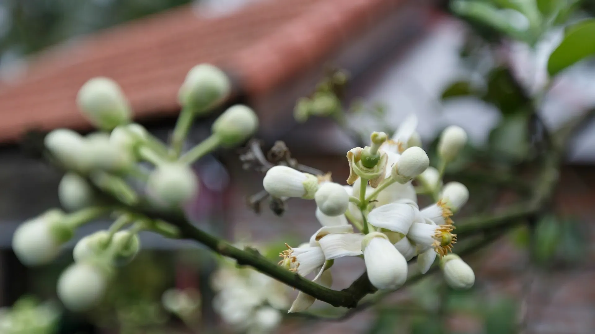 Lama Homestay הוי אן